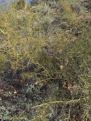 Parkinsonia