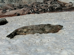 Leptonychotes weddellii