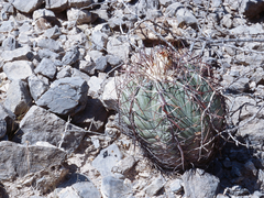 Echinocactus horizonthalonius