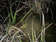 Astronotus ocellatus