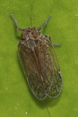 Zeoliarus oppositus