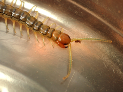 Cormocephalus rubriceps