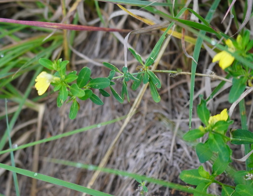 Image of Justicia odora by (c) Matthew Fainman, some rights reserved (CC BY)