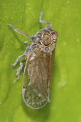 Zeoliarus oppositus