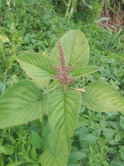 Amaranthus viridis