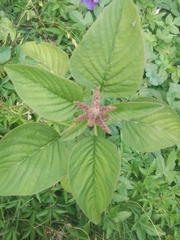 Amaranthus viridis