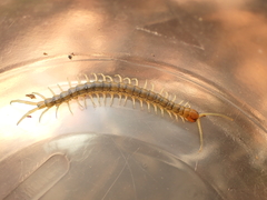 Cormocephalus rubriceps