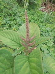 Amaranthus viridis