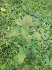 Amaranthus viridis