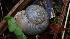 Tartessiberus cilbanus