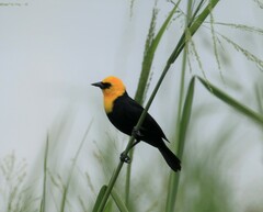 Chrysomus icterocephalus