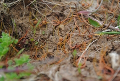 Pilularia globulifera