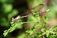 Argia elongata