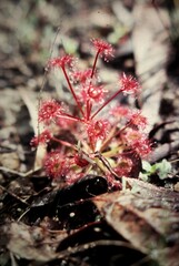 Drosera monticola