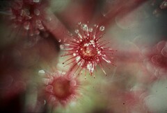 Drosera monticola