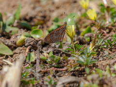 Nymphalidae