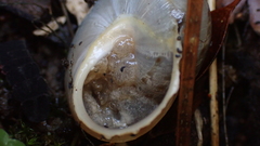 Tartessiberus cilbanus