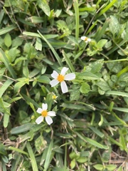 Bidens alba