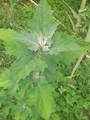 Chenopodium album