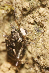 Neocicindela parryi
