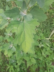 Chenopodium album