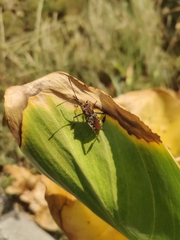 Leptoglossus occidentalis