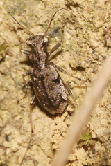 Neocicindela parryi