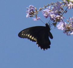 Battus polydamas polydamas