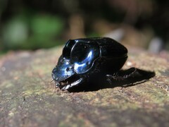 Oxysternon pteroderum