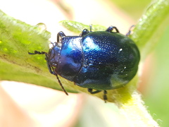Chrysolina coerulans