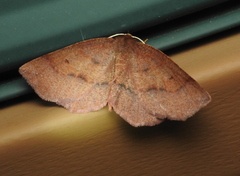 Metarranthis duaria