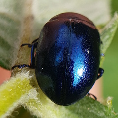 Chrysolina coerulans