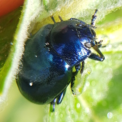 Chrysolina coerulans