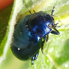 Chrysolina coerulans