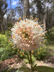 Pimelea ligustrina