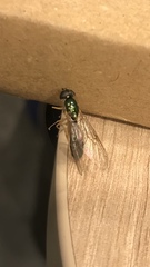 Sarginae