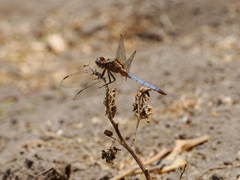 Orthetrum azureum