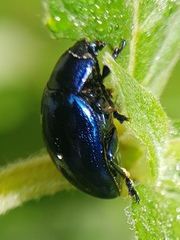 Chrysolina coerulans