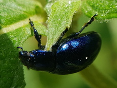 Chrysolina coerulans
