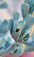 Rhopalomyia tumidibulla