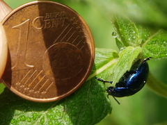 Chrysolina coerulans