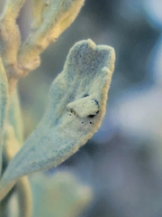Rhopalomyia tumidibulla