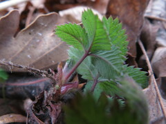 Potentilla micrantha