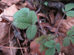 Potentilla micrantha