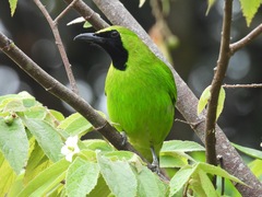 Chloropsis sonnerati