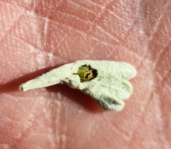 Rhopalomyia tumidibulla