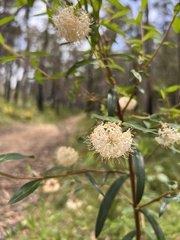 Pimelea ligustrina