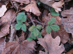 Potentilla micrantha