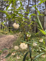 Pimelea ligustrina