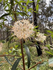 Pimelea ligustrina